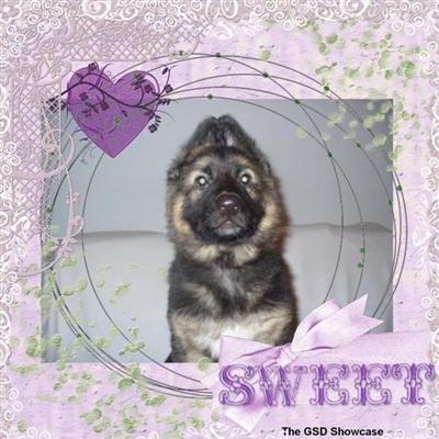 ADORABLE AKC GERMAN SHEPHERD PUPPIES